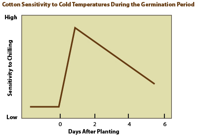 graph Cotton sensitivity to cold temperature during germination periodjpg